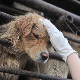 Pathway Toward  Soul: The Film Journey